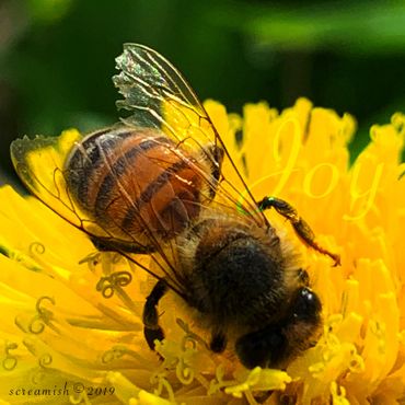 Honey Bee with emphasis on wings, pollinating a Dandelion flower