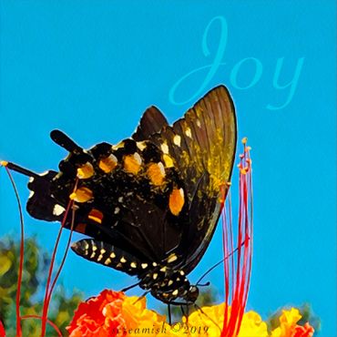 Black Swallowtail Butterfly pollinating a Pride of Barbados flower bush