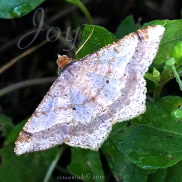 Dot-lined Angle Moth - Psamatodes abydata