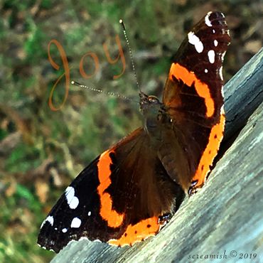 Red Admiral Butterfly