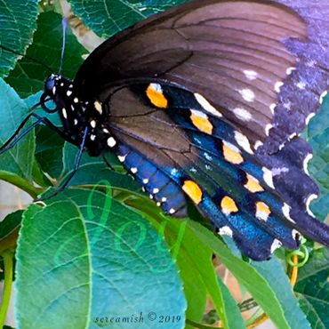 Pipevine Swallowtail Butterfly resting on Passion Fower leaves