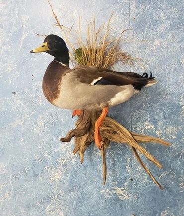 duck mount