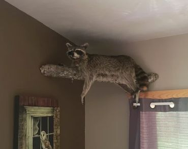 mounted raccoon on log