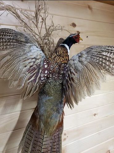 pheasant mount