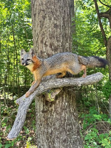 Gray fox perched on a tree branch in the forest.