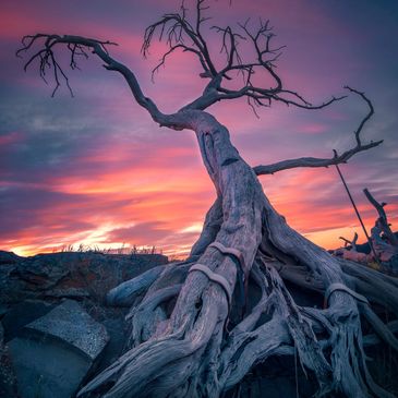 Burmis Tree shot by Stacy William Head of Sentinel Photography. Crowsnest Pass Senior Housing