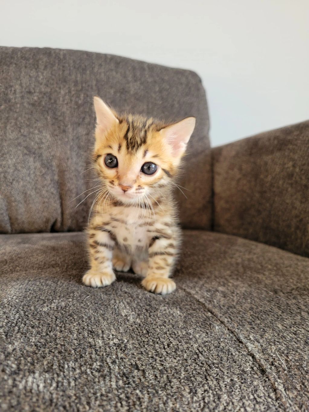 Currently reserved bengal kittens