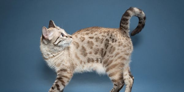 TICA Registered Bengal