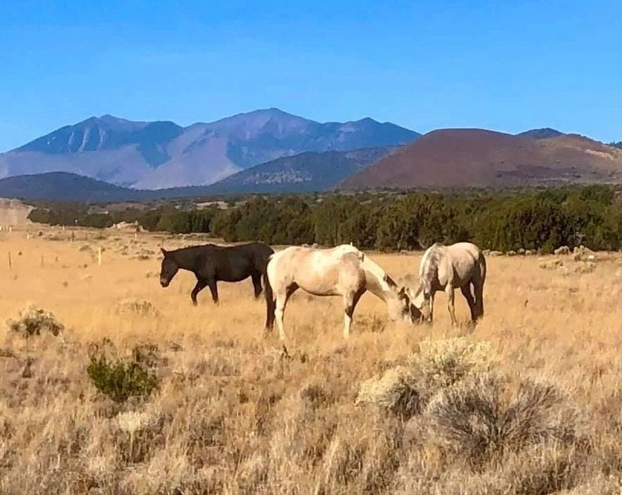 Horses Heroes & Hope