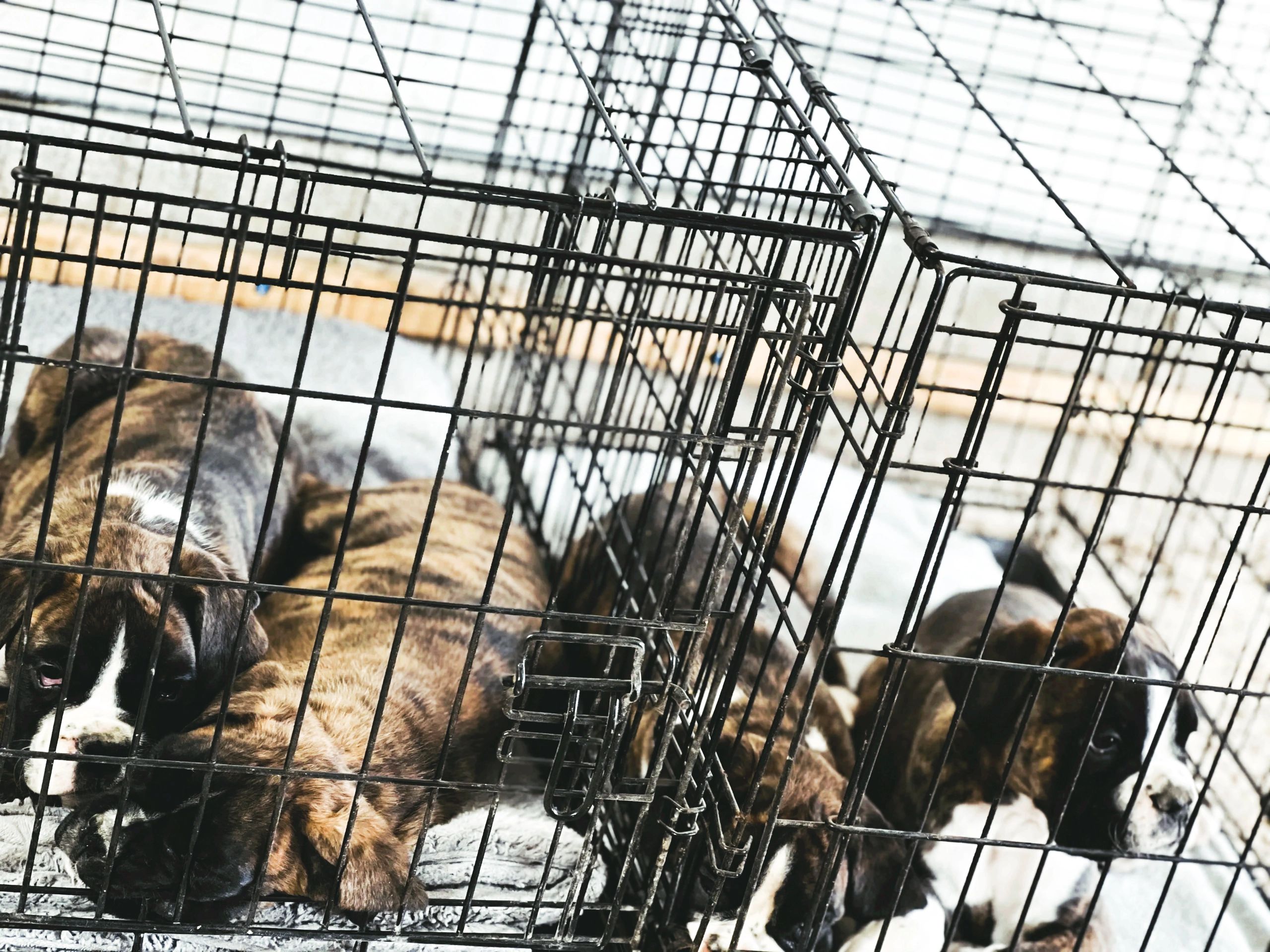 Image showcasing Crate Training