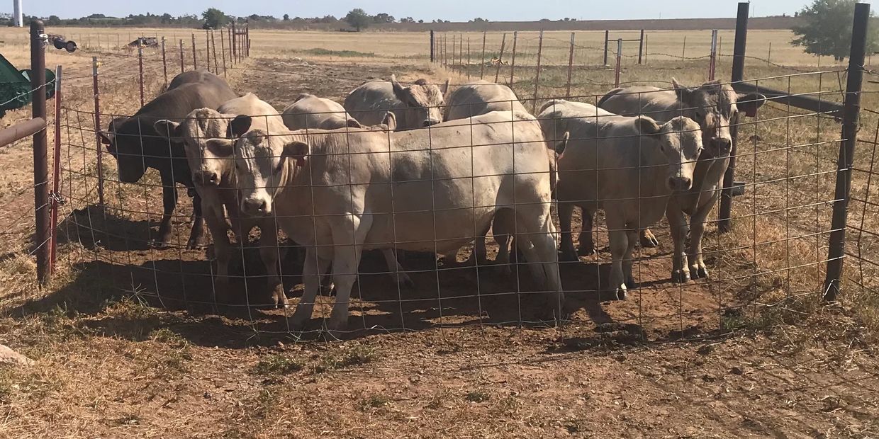 Bulls for sale near me