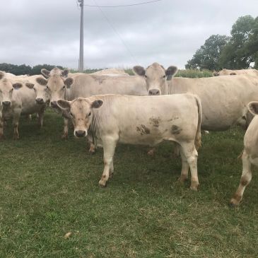 A group of white cows standing on grass.