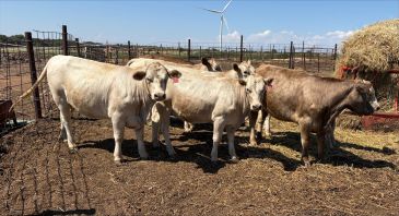 Three cows standing inside a fenced area with a wind turbine in the background.