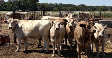 A group of cows standing in a pen.
