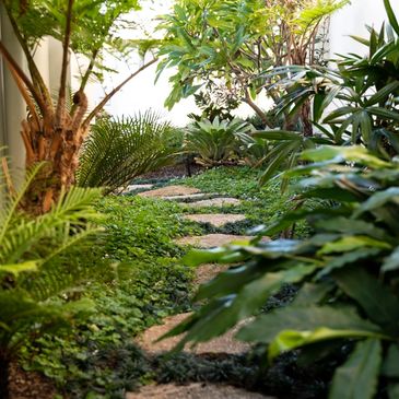 lush green garden with stepping stones, ground covers, tree fern, frangipani and ginger plants