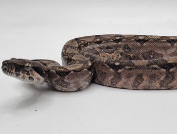 female boa