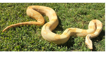 female albino boa