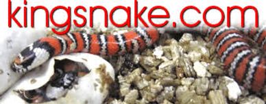 kingsnake.com