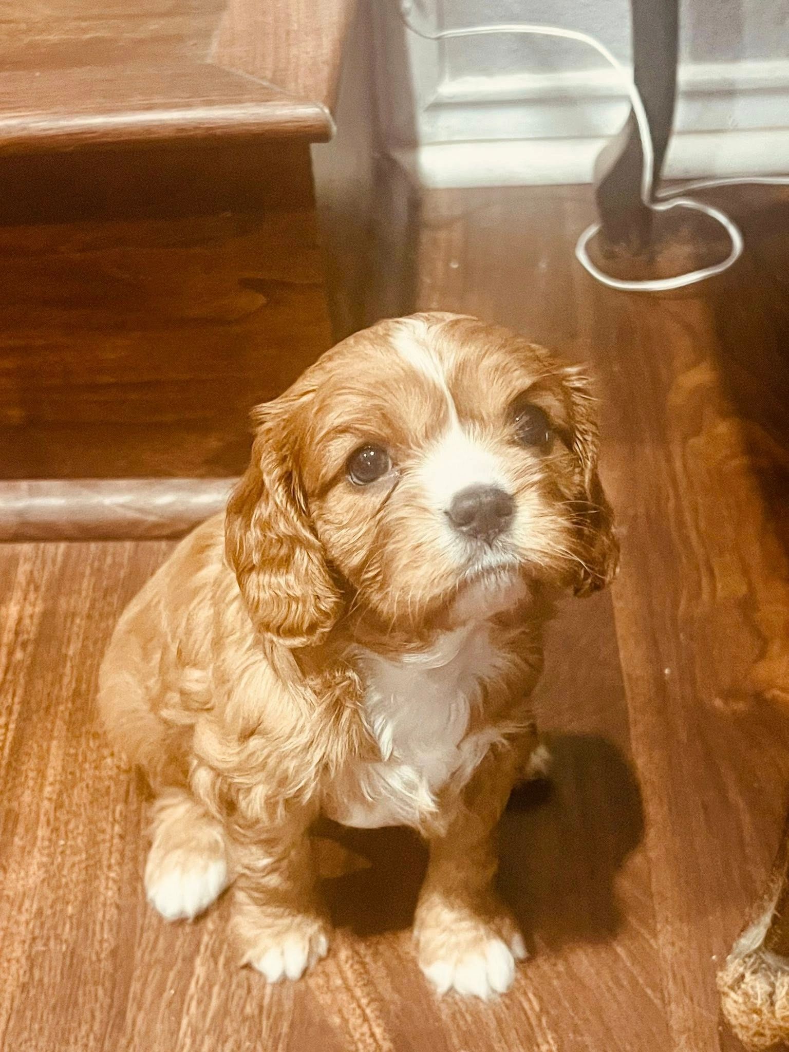 King Charles Cavalier Puppy Casey 6 weeks old