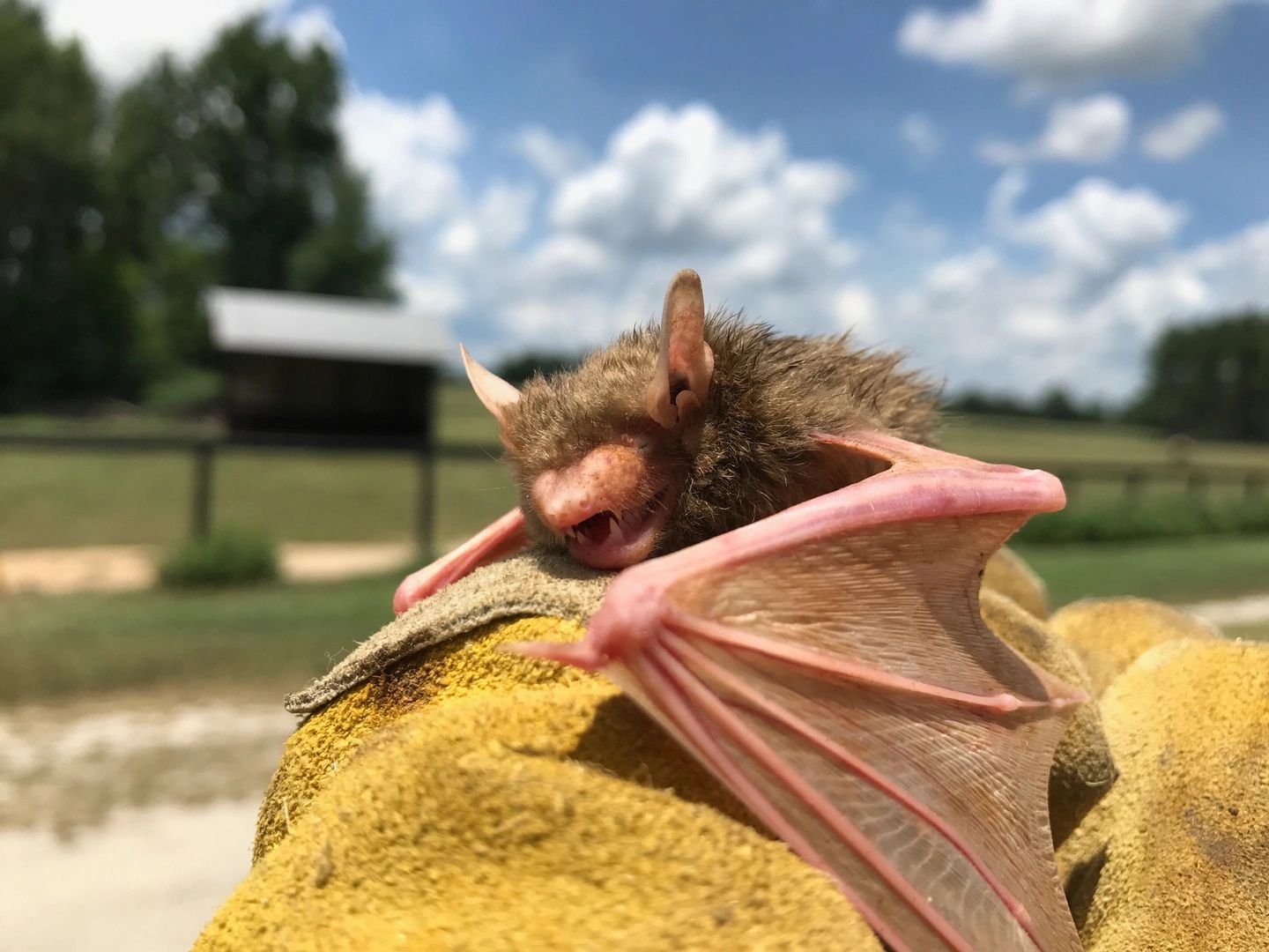 A All Animal Control of South Carolina