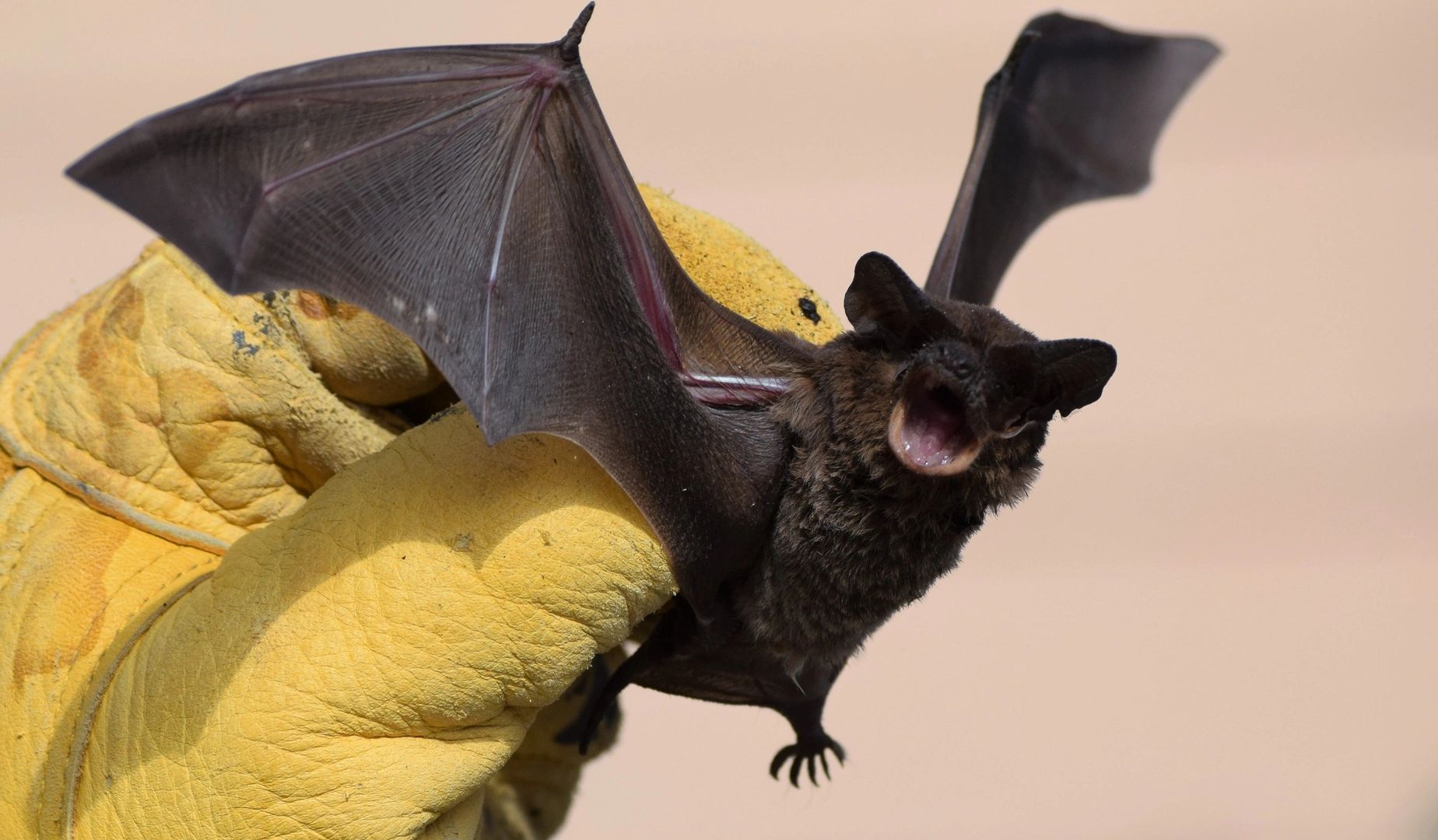 Bat humanly caught and released by a AAAC Wildlife Removal of SC Certified Bat Specialist. 