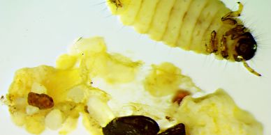 Glossomatidae larva with case