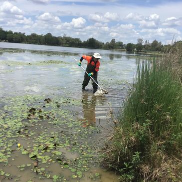 Freshwater macroinvertebrate AUSRIVAS sample collection