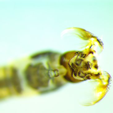 Simuliidae larva
