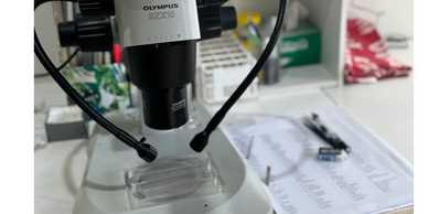 SMI stereo microscope is an Olympus SZX10