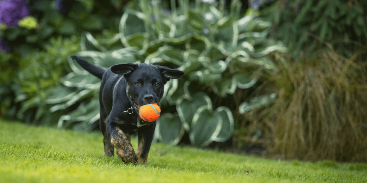 Black puppy running with an orange ball in its mouth.