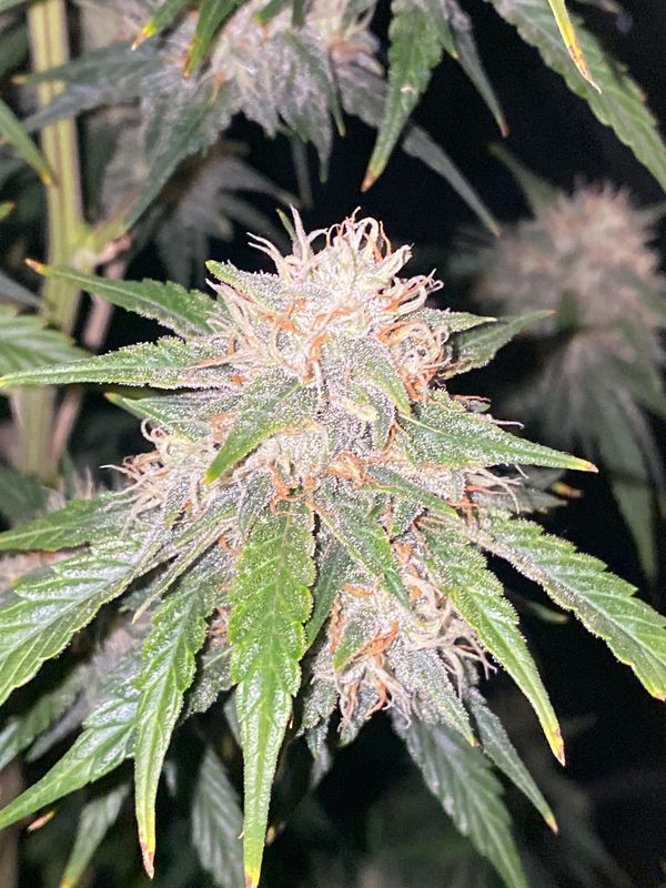 Organically grown. Closing in on harvest window