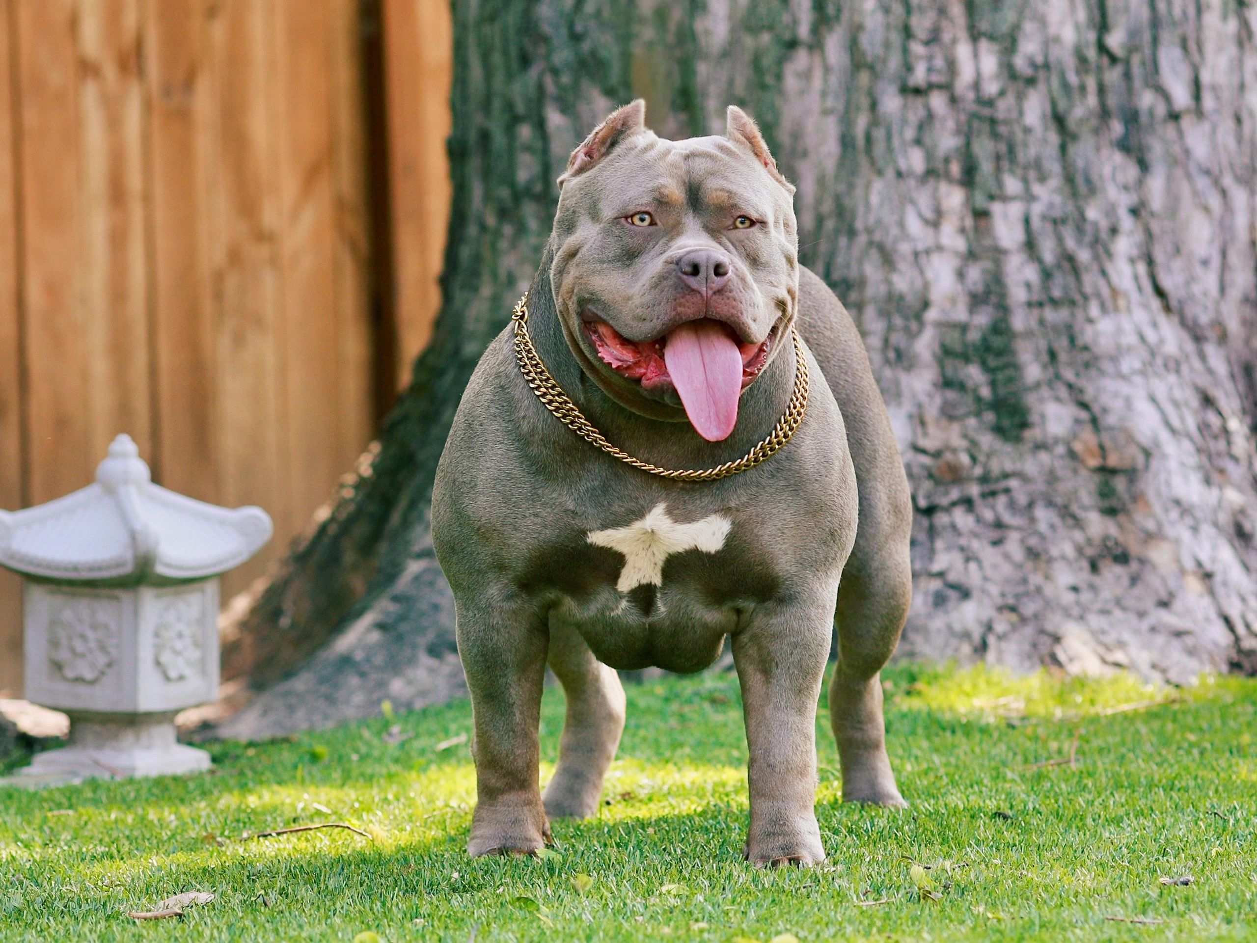 Pitbull 様 Big Bertha X Zippo | Sumo Bully Kennels