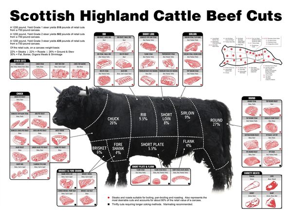 Rainbow Raccoon Ranch - Why Scottish Highland Beef, Purchase Highland ...