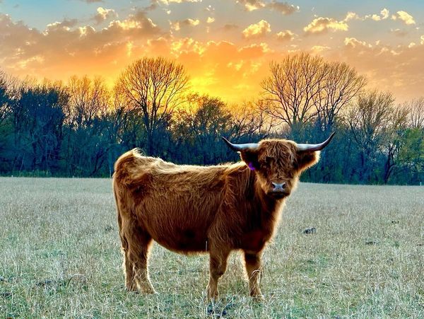 Scottish Highland Cow, sunset, Scottish Highlands