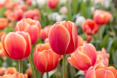 Close-up of vibrant orange-red tulips in a garden.
