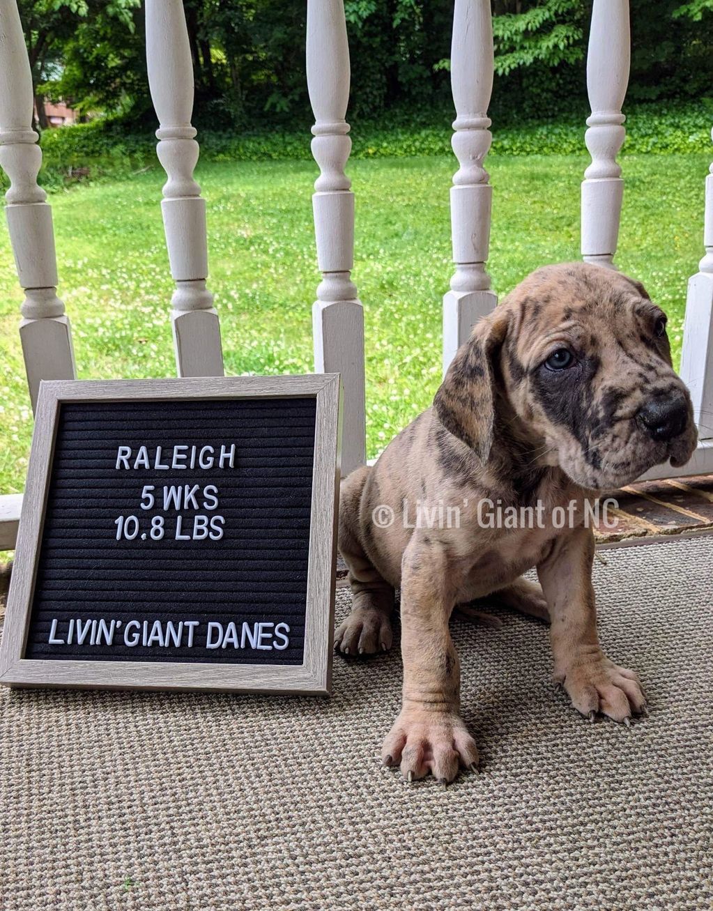 Raleigh  - Brindle Merle - $1800  carrie’s brindle & blue. 