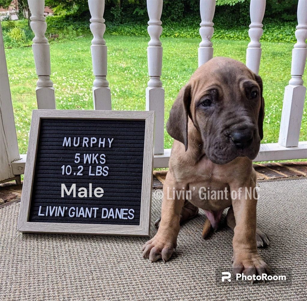 Murphy - Fawn Male carrie’s brindle & blue. Possibly Harl / Merle