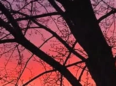 Silhouetted tree branches against a vibrant pink and orange sunset sky.
