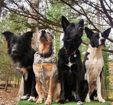 Four attentive dogs sitting side by side outdoors.