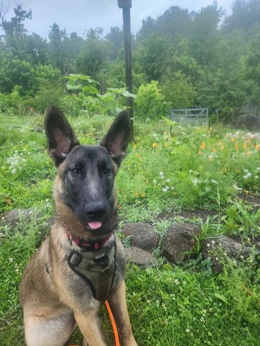 A Belgian Malinois dog sitting alert in a lush garden.
