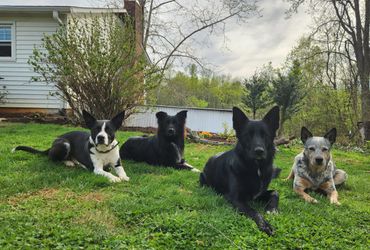 Four dogs lying on grass in a backyard.