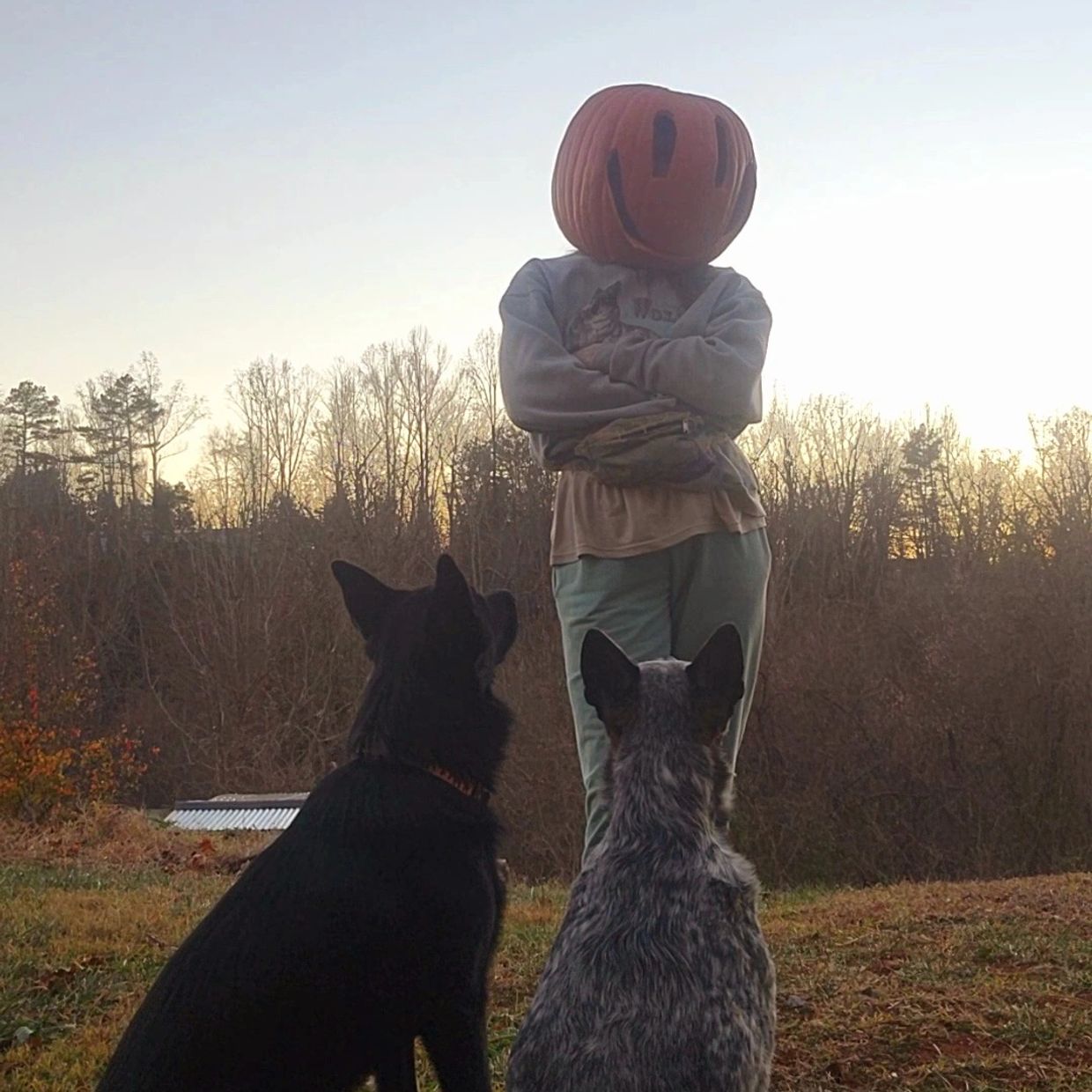 Person with a pumpkin head stands before two attentive dogs outdoors.