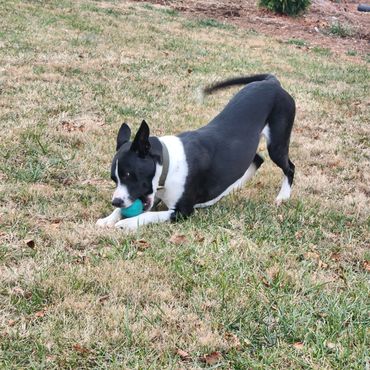 Black and white dog playing with a blue ball on grass.