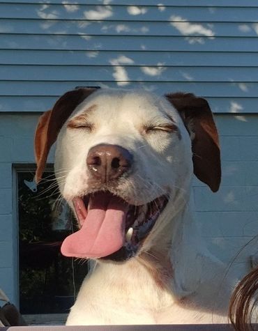 Happy dog with eyes closed and tongue out enjoying the sun.