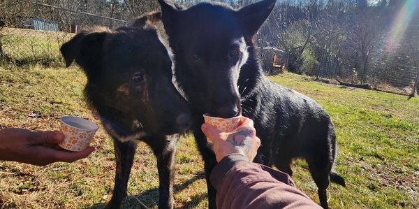 Two black dogs drinking from small cups held by people outdoors.