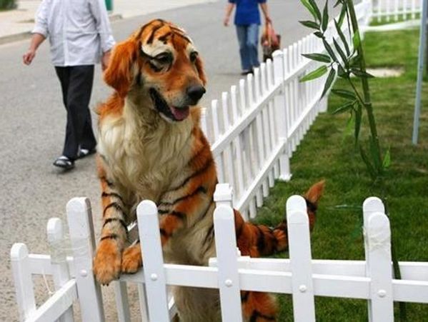 Dog groomed to look like a tiger.