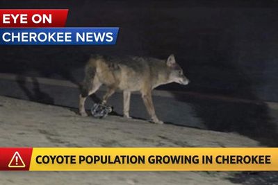 Coyote escapes with trap still attached 