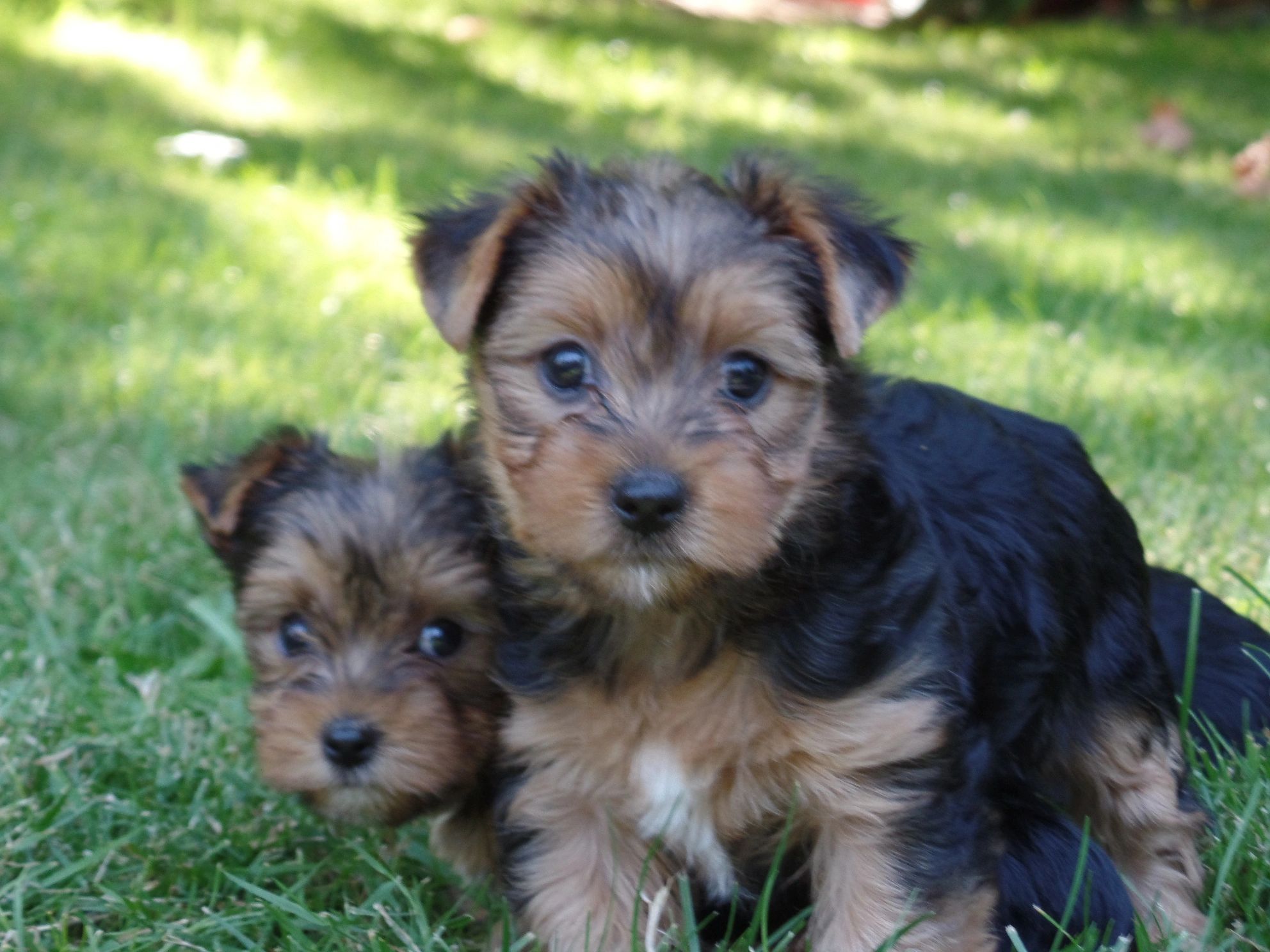 Toys R Us Animal Alley Yorkshire Terrier Yorkie 10” Puppy Dog