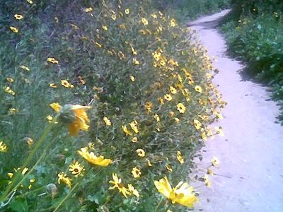Daisies blooming beside a foot path