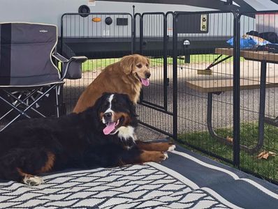 Happy pups relax at the campsite with Kennel-Pack by Ladder-Packs—portable fencing for RV adventures